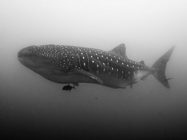 Whale Shark Vlad Karpinkskiy @Creative Commons