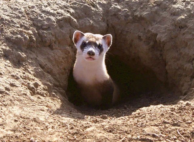 Black Footed Ferret from Creative Commons