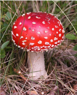 Amanita muscaria (fly agaric), Norway MichaelMaggs