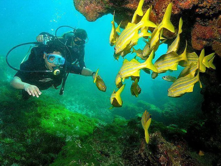 Diving in Fernando de Noronha, Pernambuco, Brazil. (Creative Commons Atribución 2.0 Genérica)