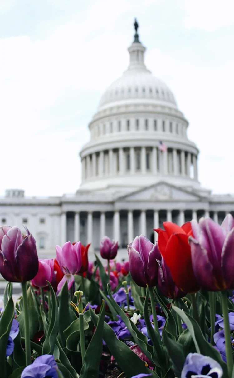 Figure 1 Capitol Building - Photo by Michele Orallo on Unsplash