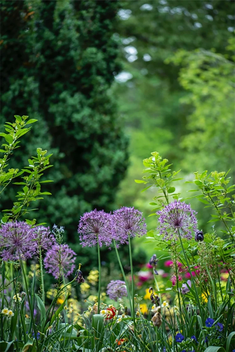 Figure 2. Wildflowers Photo by Erda Estremera on Unsplash