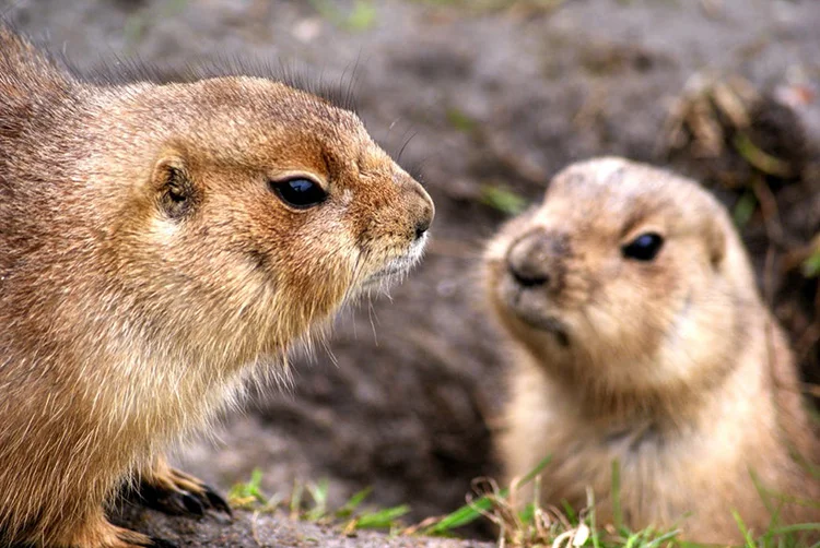 Source: Prairie Dogs pexels.com