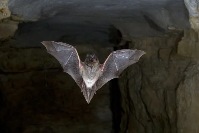 Barbestelle Bat