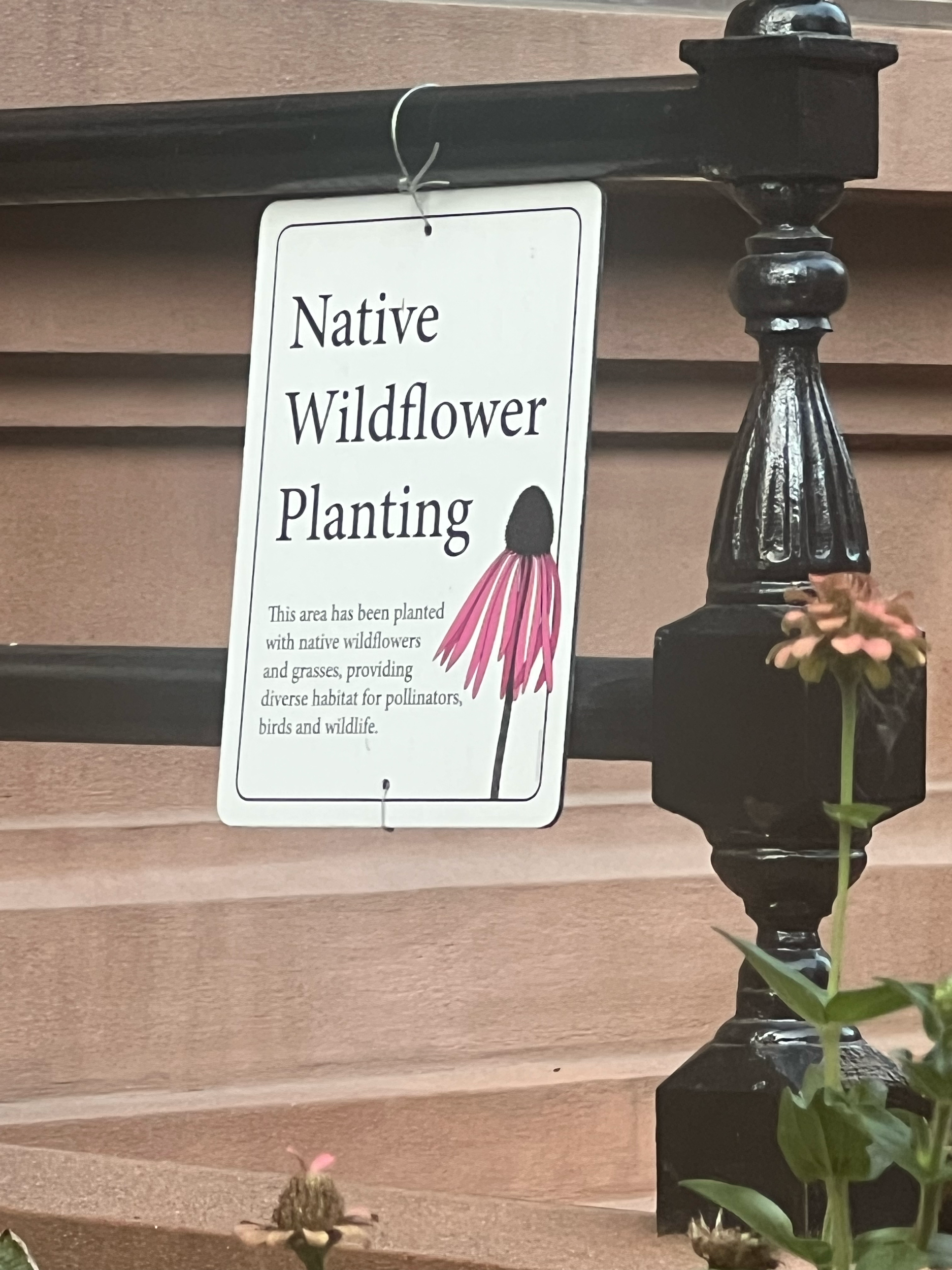 Native Wildflower Garden in NYC