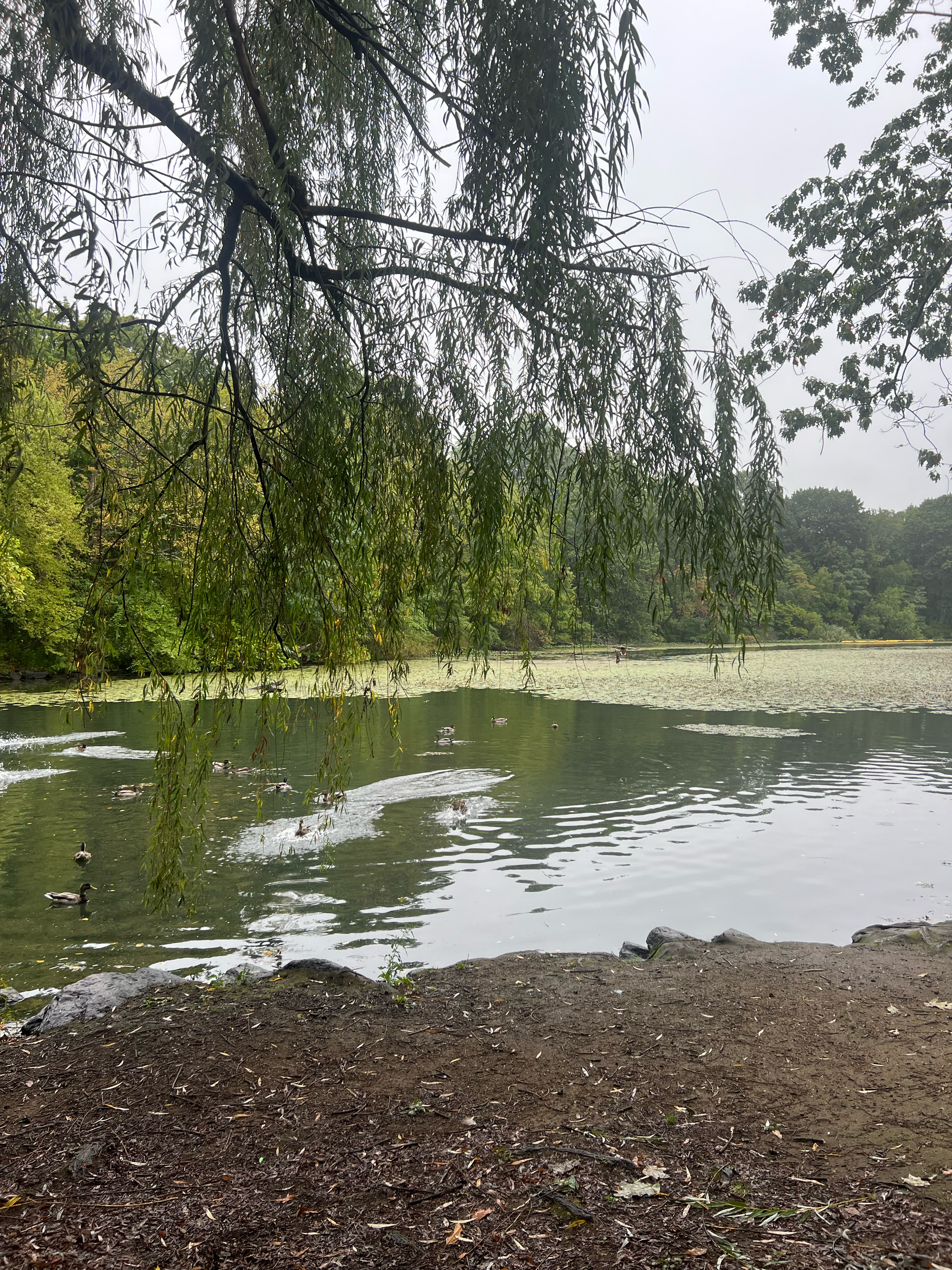 Daylighting Tibbetts Brook in the Bronx
