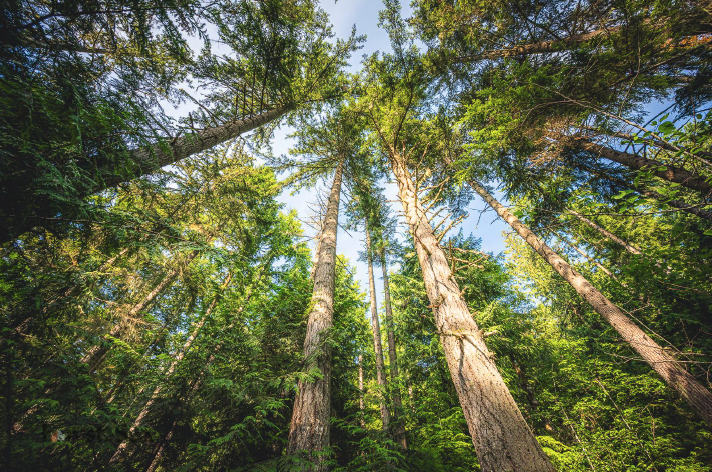 Earth Law Center Returns to Court to Protect Elwha Watershed Legacy Forests from Unlawful DNR Timber Sales&nbsp;