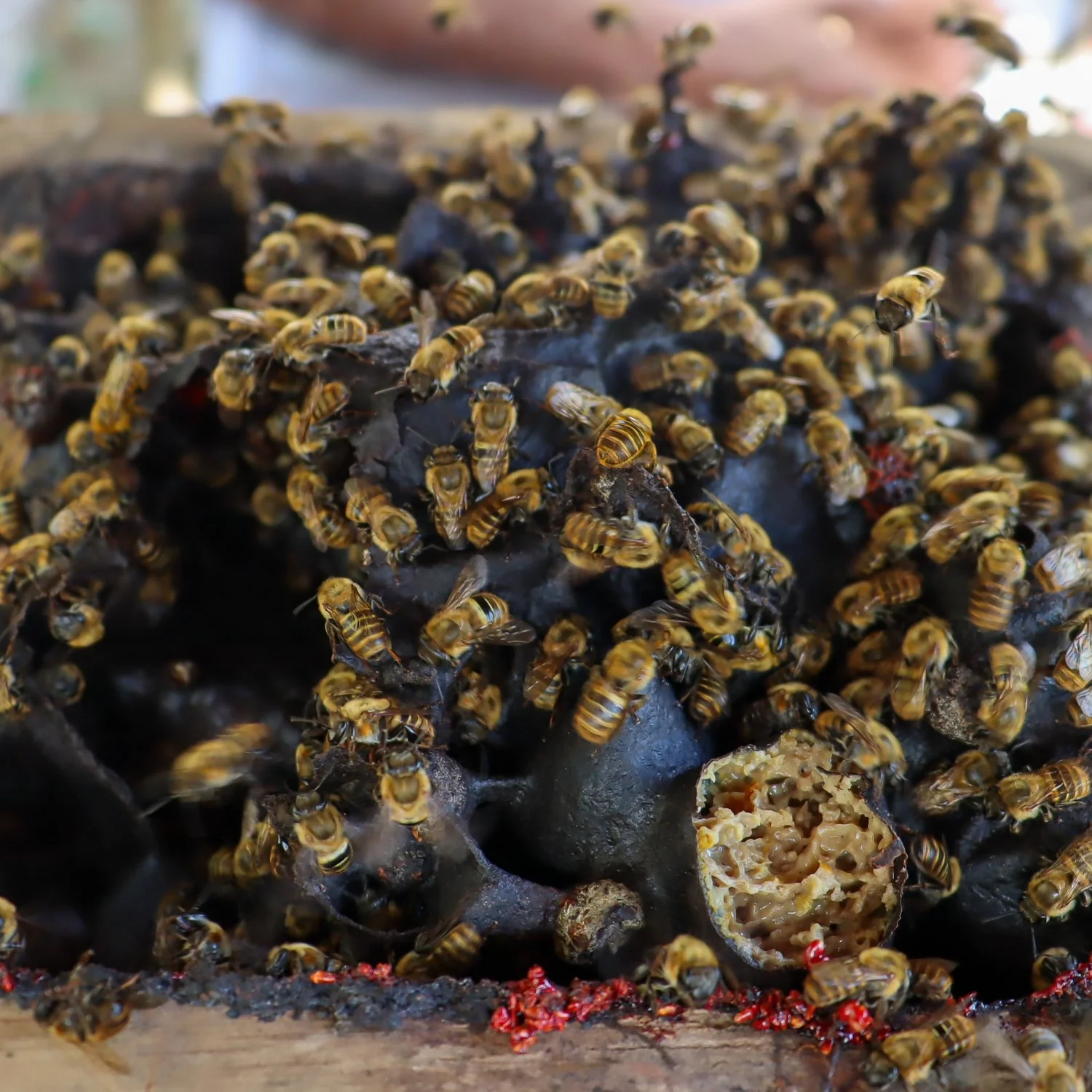 Stingless Bees in Peru | Protecting Pollinators’ Legal Rights — Earth ...