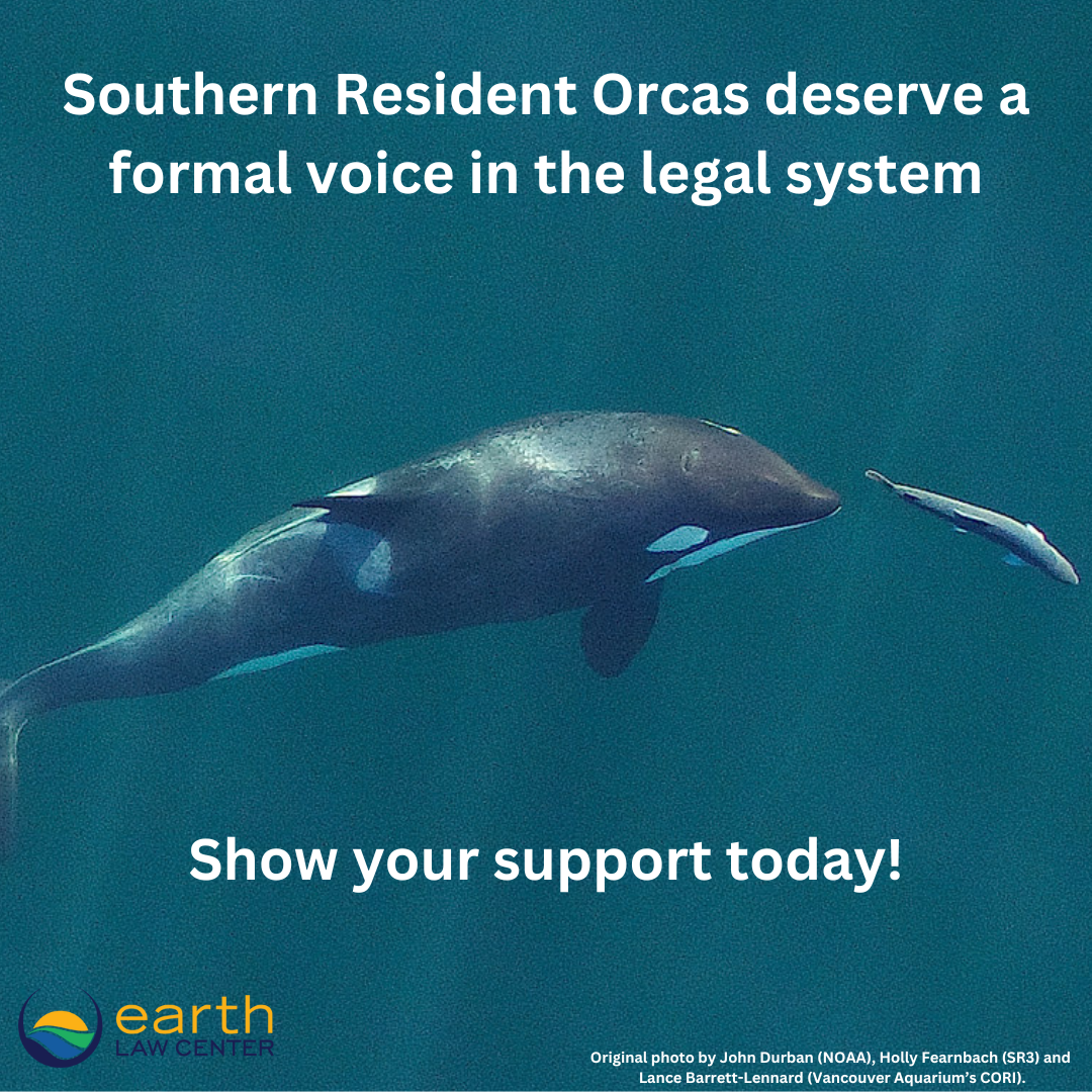 Orca Status Salish Sea Southern Resident Orcas — Earth Law Center