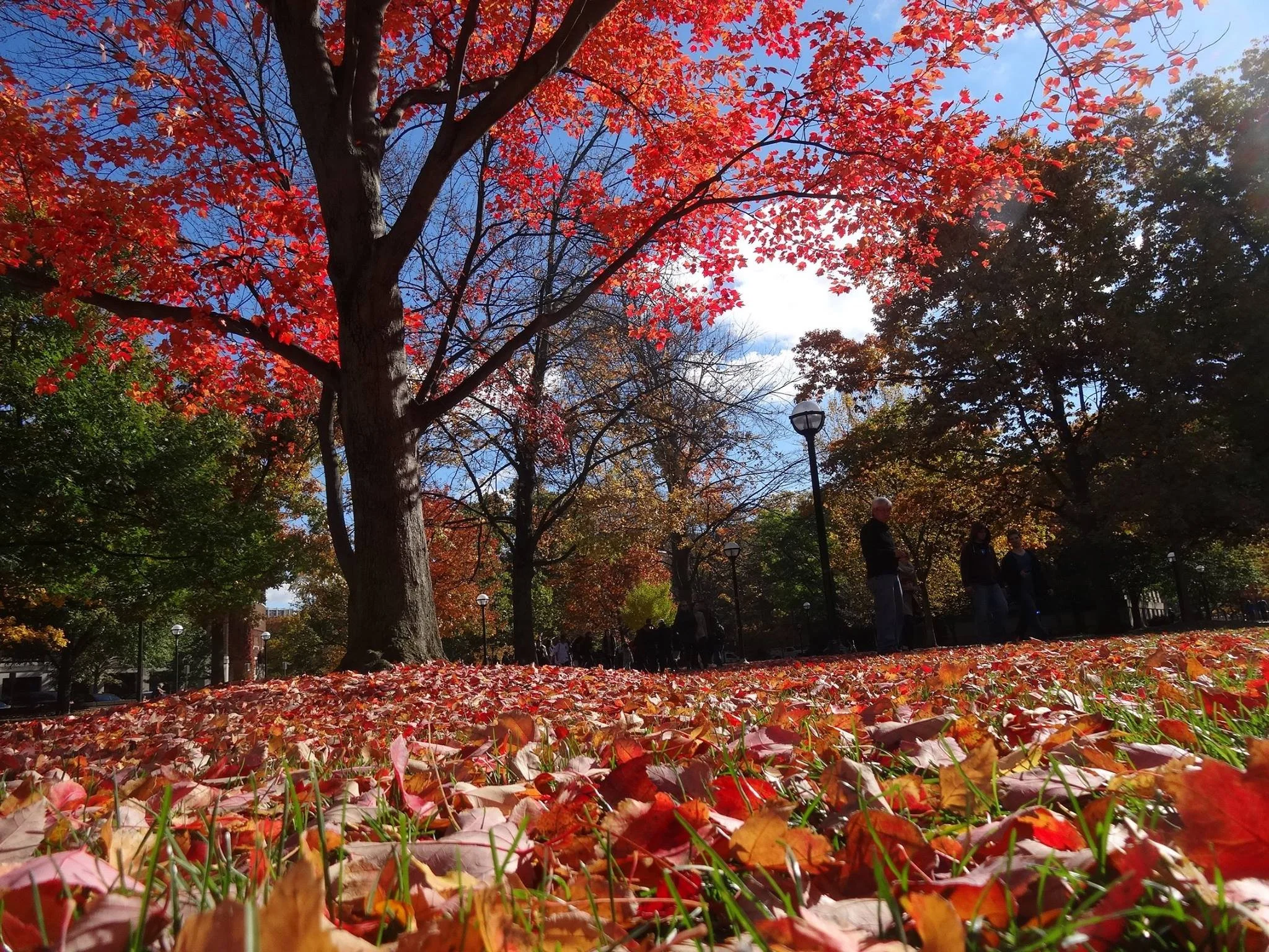 Red Leaves.jpeg
