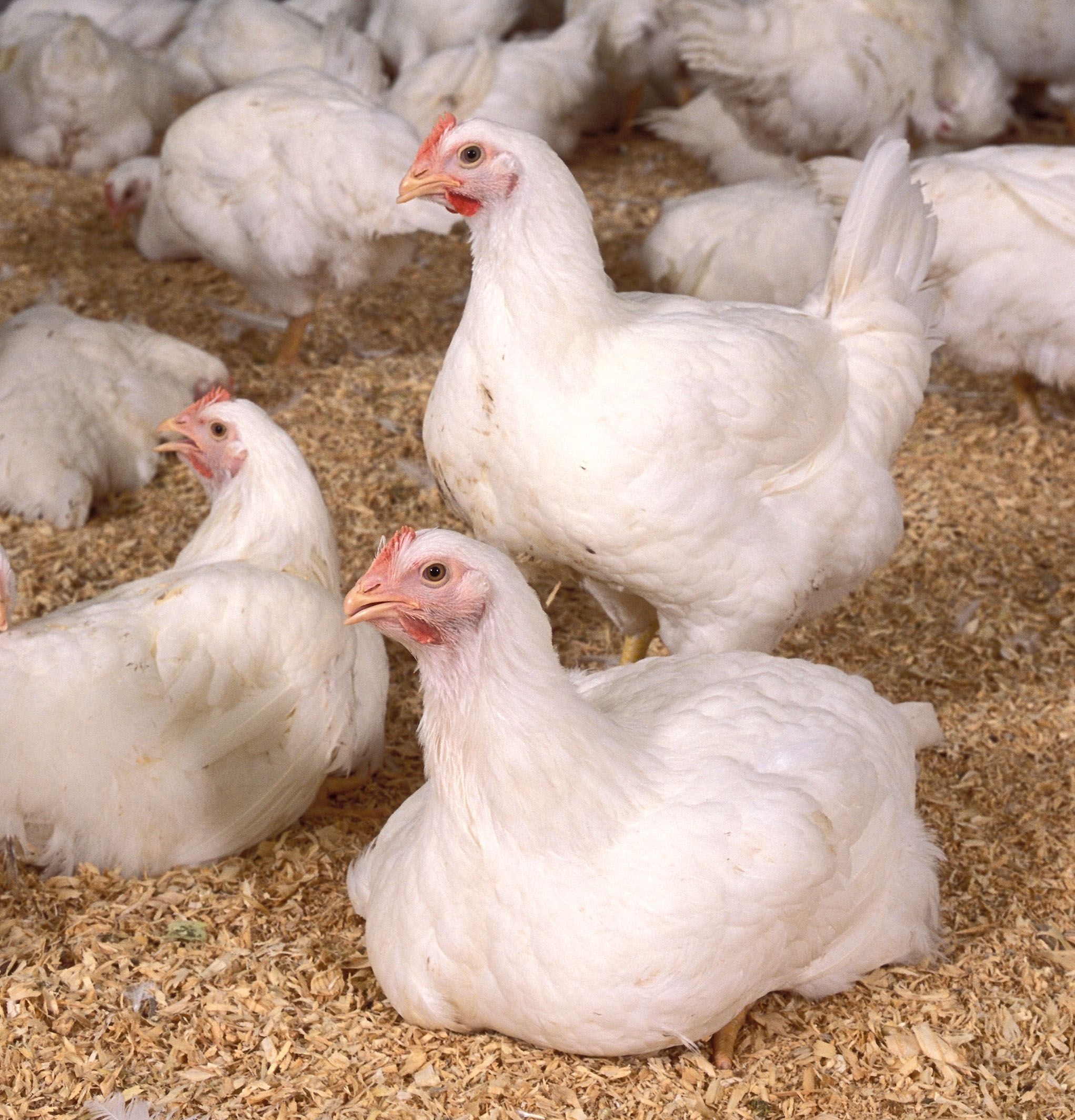 Broiler%2B%2528Meat%2529%2BChicken.jpg
