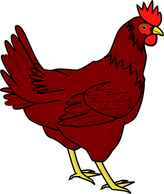 Chicken Transparent-Image.png