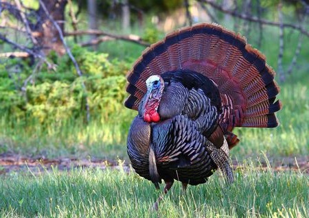 Turkey+tom.jpg