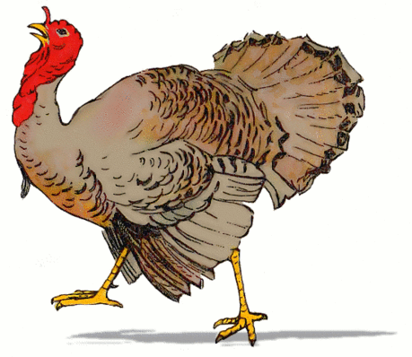 Chicken Transparent-Image.png
