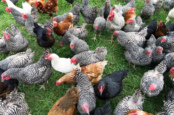 Indiana NPIP Exhibition Participation — Indiana State Poultry Association