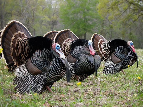 wild-turkeys.jpg