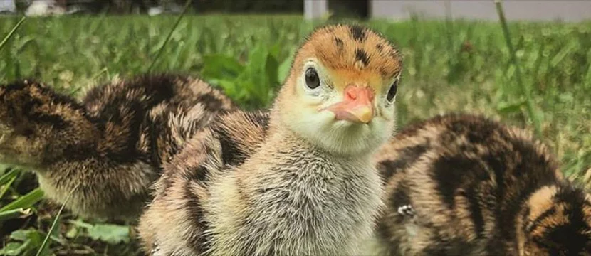 turkey_poults320.jpg