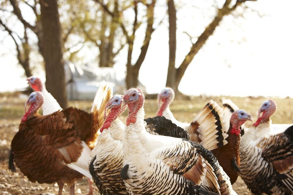 Raising Turkeys Indiana State Poultry Association