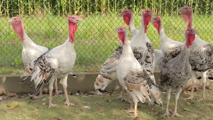 Raising Turkeys Indiana State Poultry Association