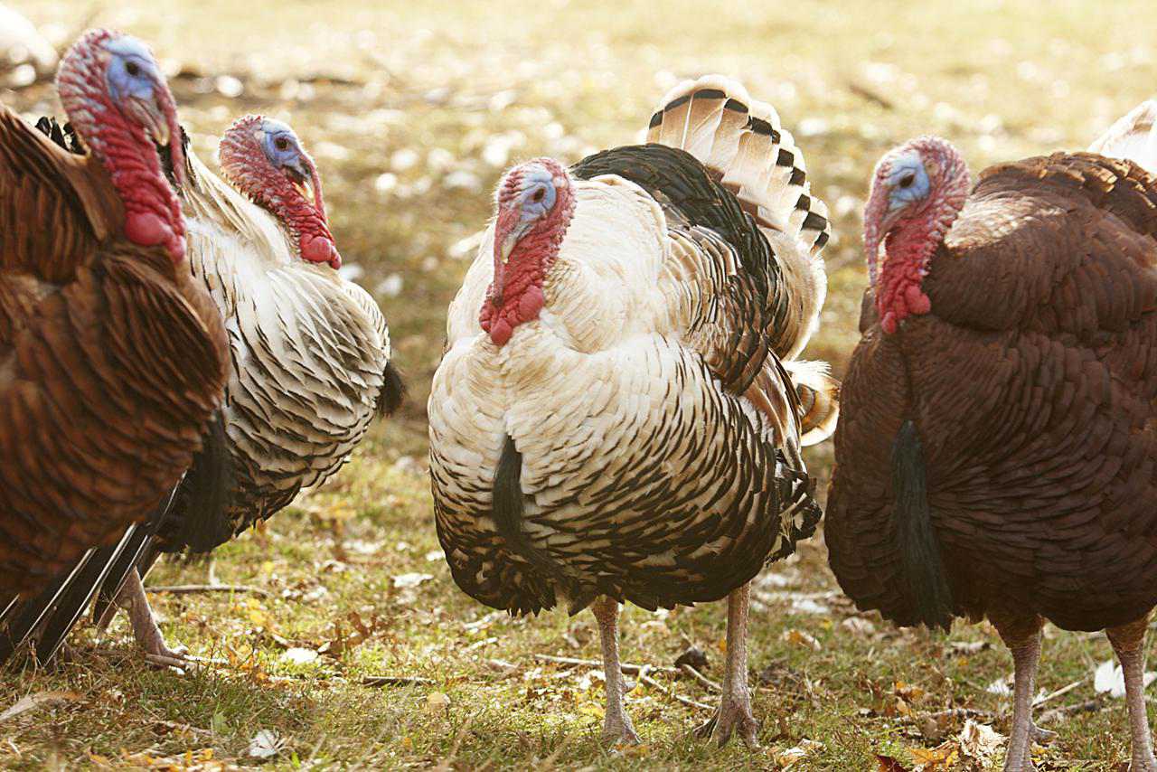 Raising Turkeys — Indiana State Poultry Association