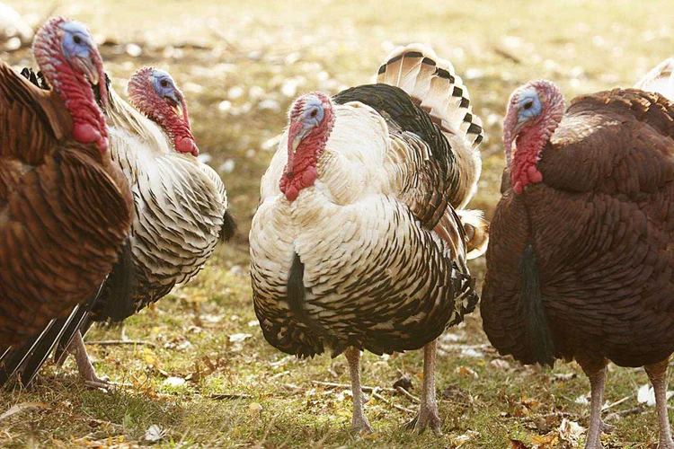 Raising Turkeys Indiana State Poultry Association