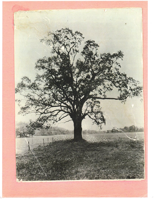 Photograph of Witenagemot Oak
