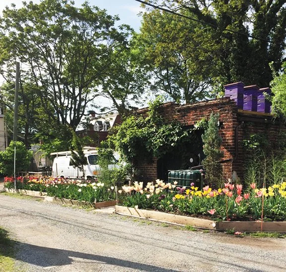 Guerrilla Gardens