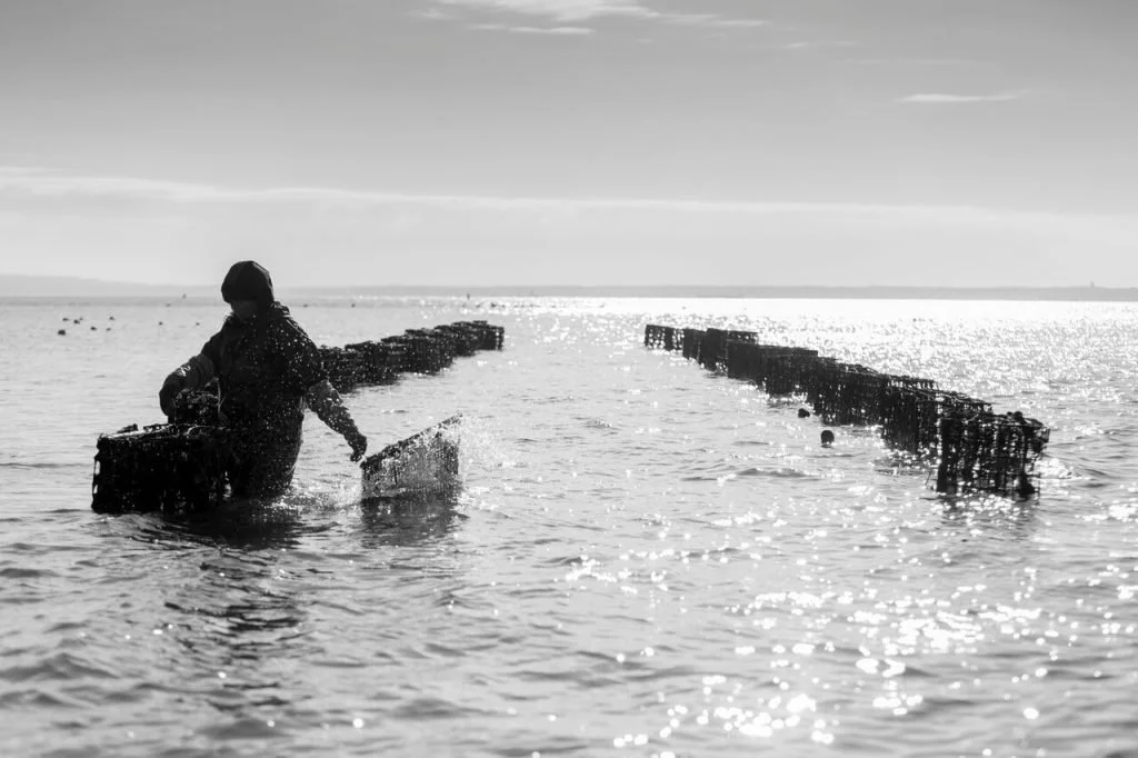 From (oyster) farm to table