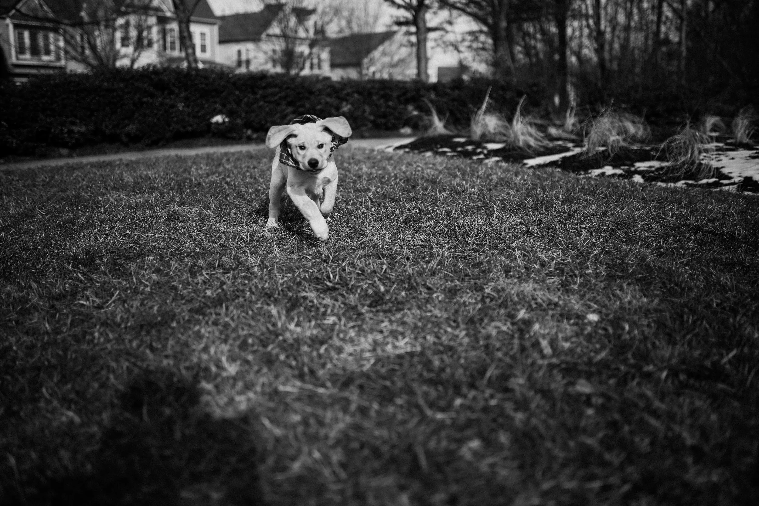Captain_Puppy_2019-58.jpg