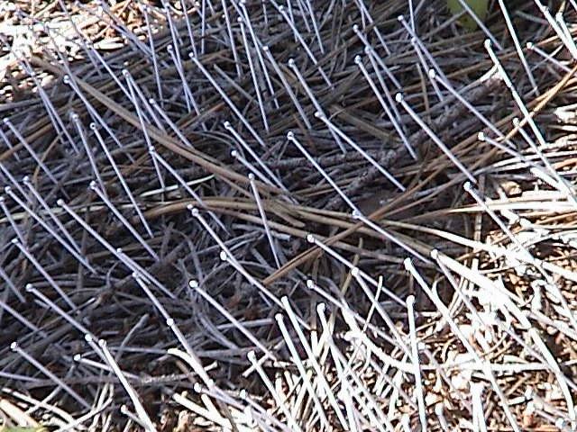   Intervention,  2006, Hyde State Park, Santa Fe, NM    