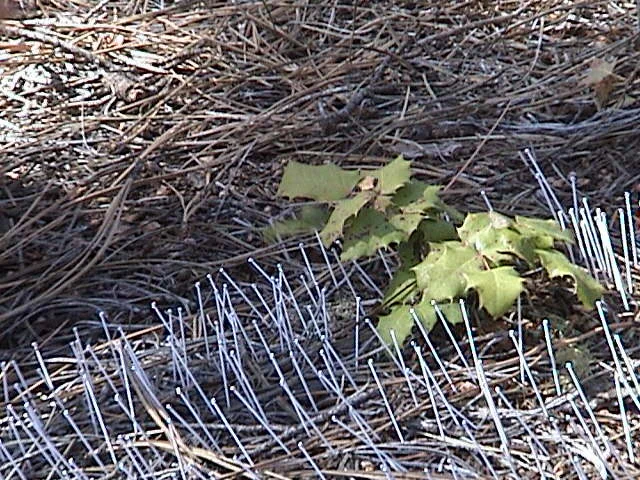 DSC00024.JPG