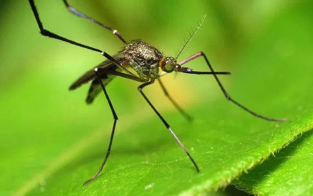 The Natural Guide to Zika Prevention