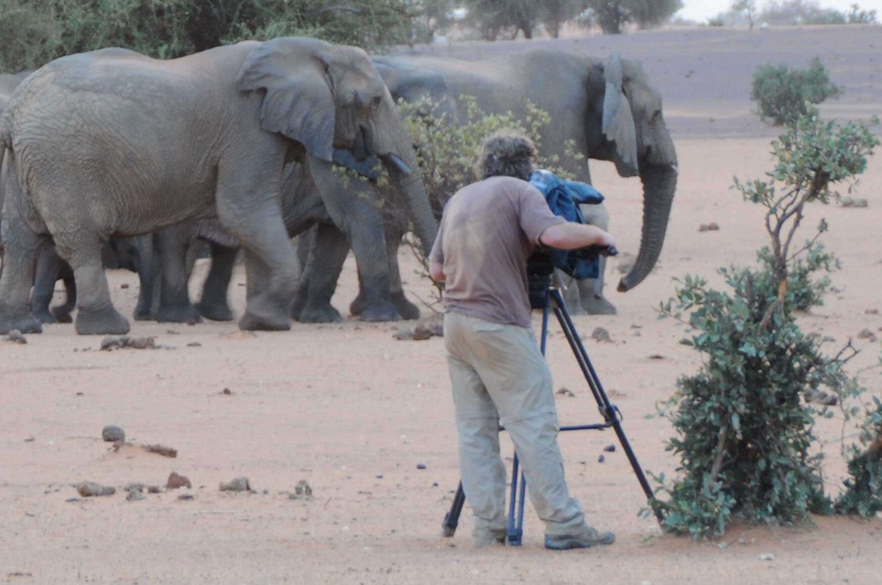 filming Mali elephants_2.jpg