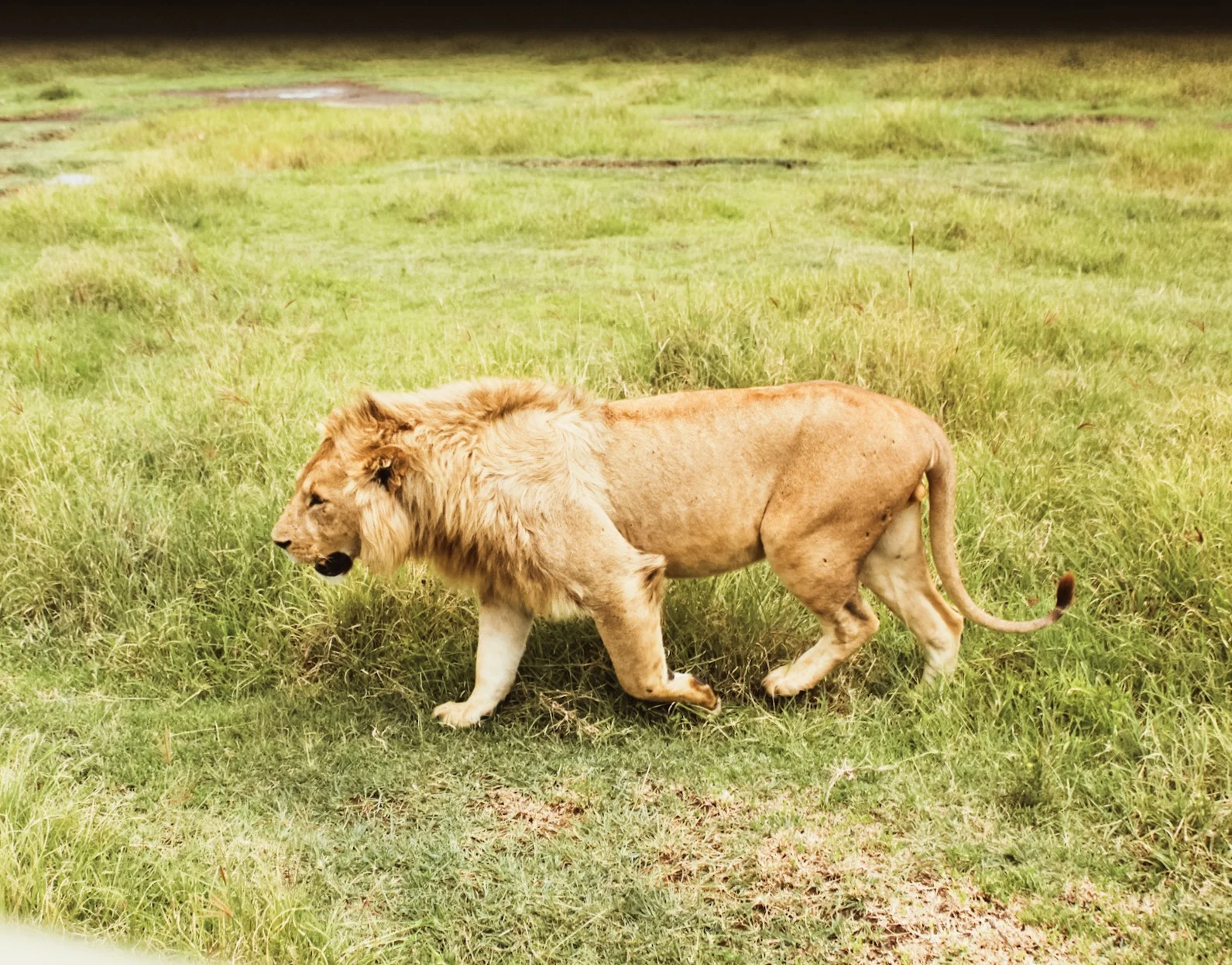 A pride of lions walked right past our car. This picture is taken with no zoom. Some of them got so close that I could have easily reached out and touched them. Fun fact: Lions = simba in Swahili. JUST LIKE THE LION KING!!!!