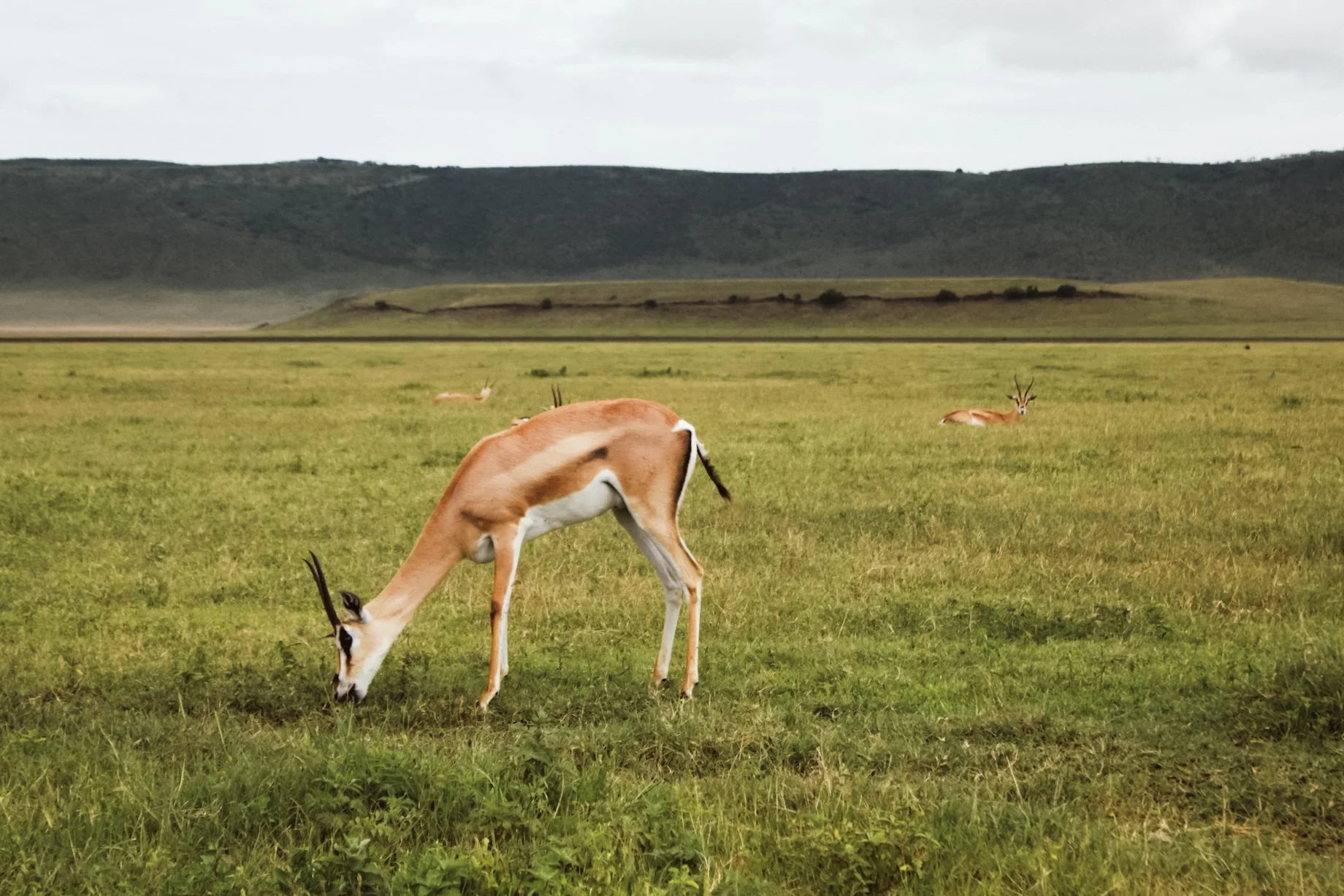 Gazelle-ngorongoro-serengeti-tanzania-safari.jpg