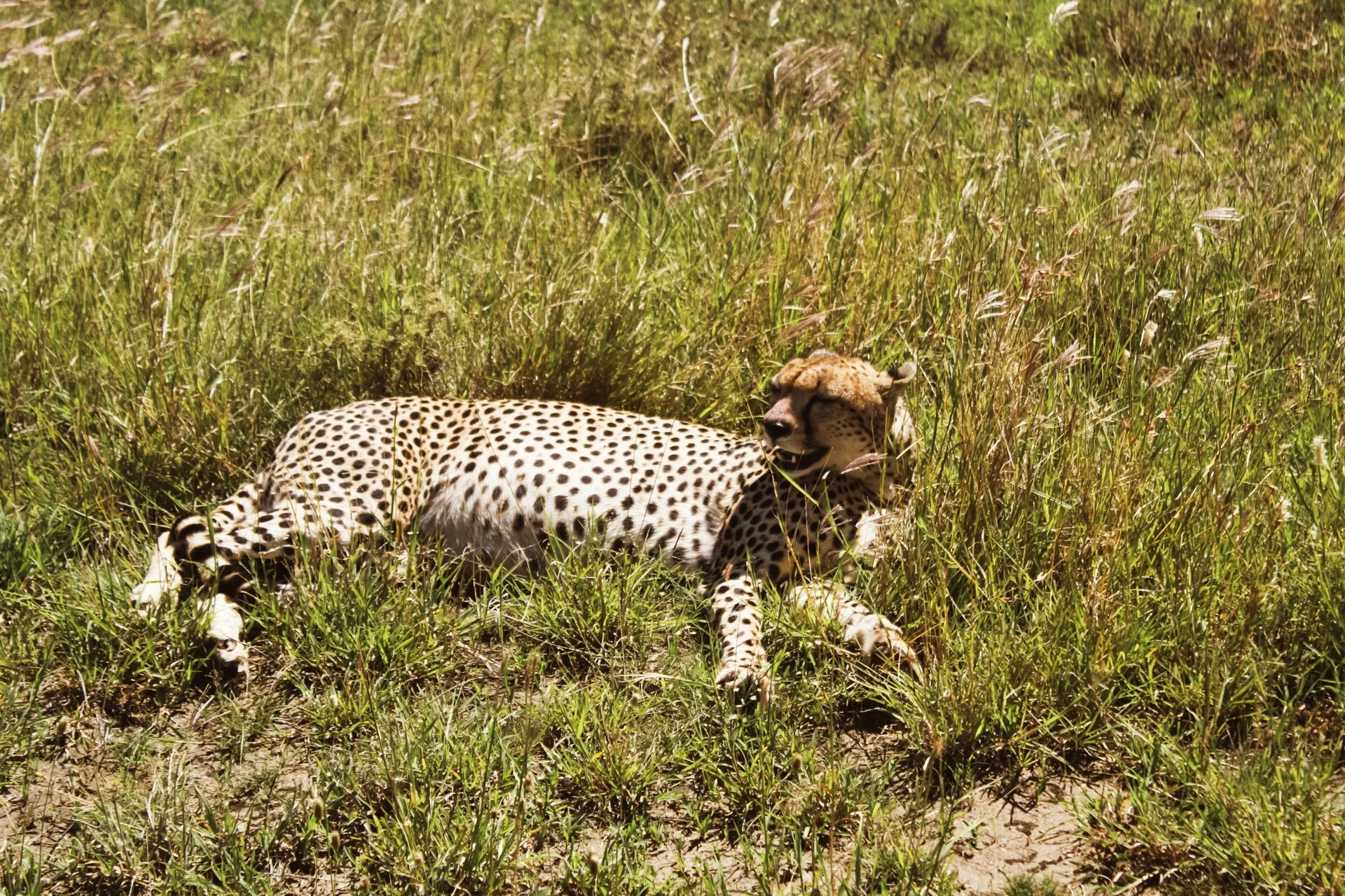 Well-fed cheetah. Our guide told us that the cheetah like to jump up on the trucks to get a better look at prey. One of the people we met at the lodge had this happen to him, and he had the pictures to prove it. We were not that lucky, but it was still pretty cool to be this close.