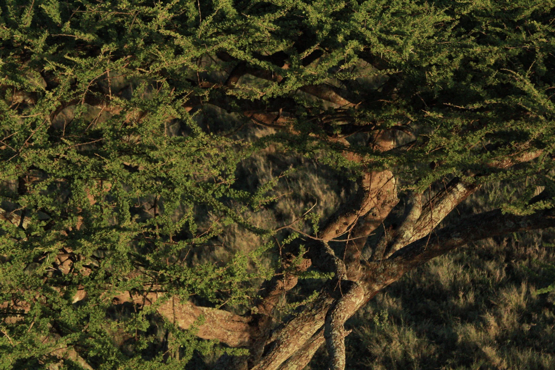 Looking into an acacia tree from a hot air balloon