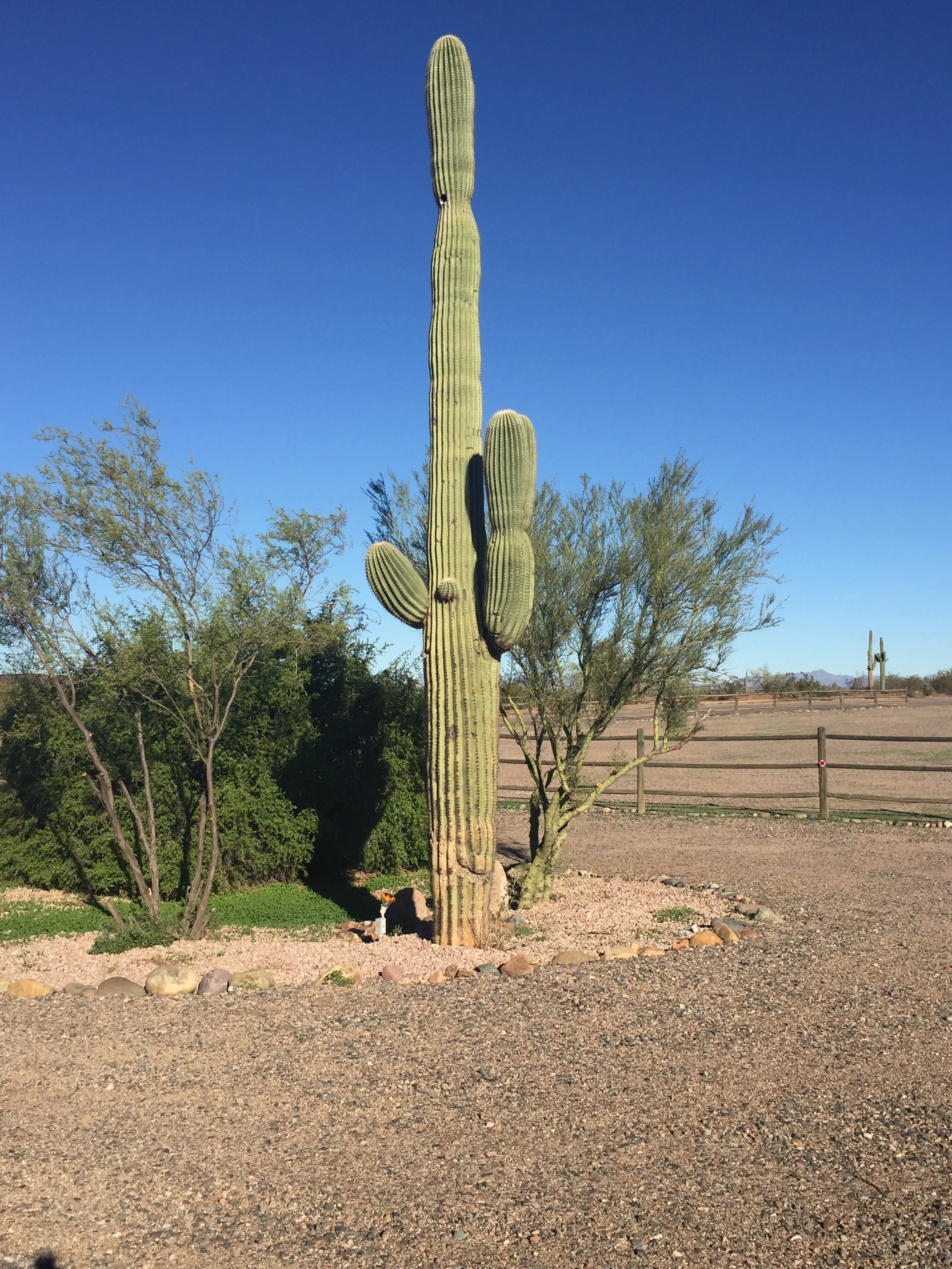 Sonoran Desert, Arizona