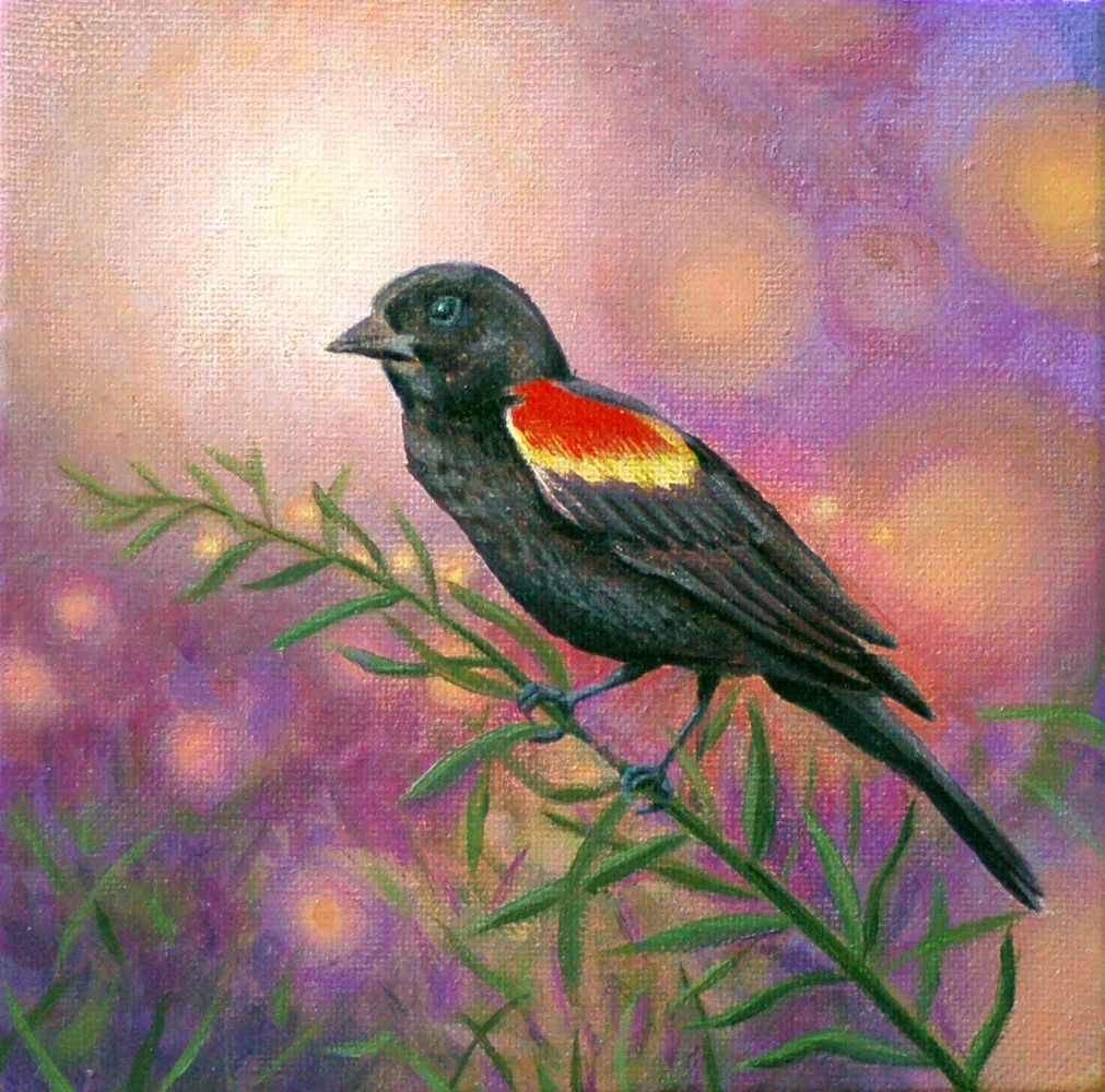 Red-Winged Blackbird
