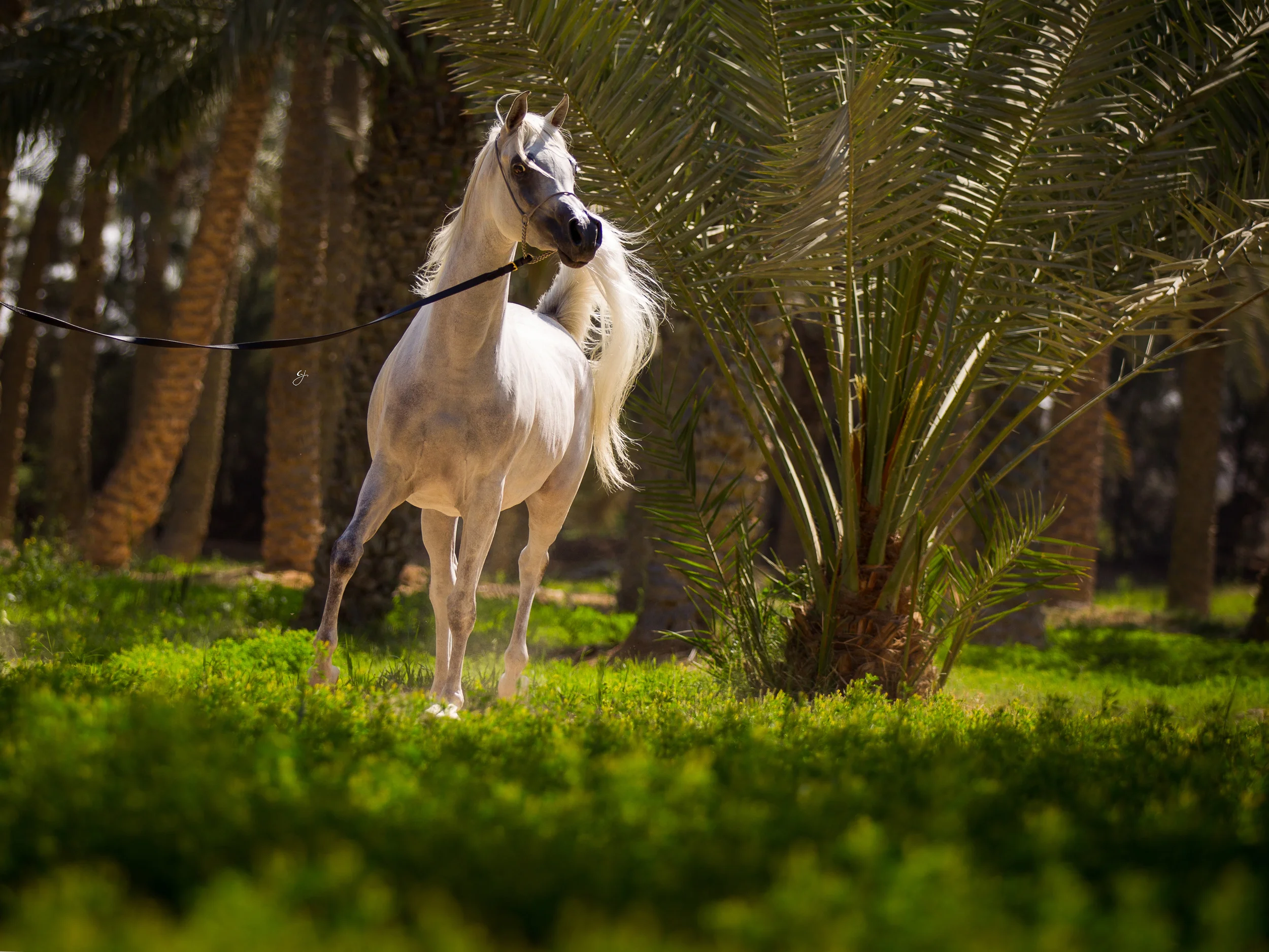 The hidden oasis of the Qatari desert
