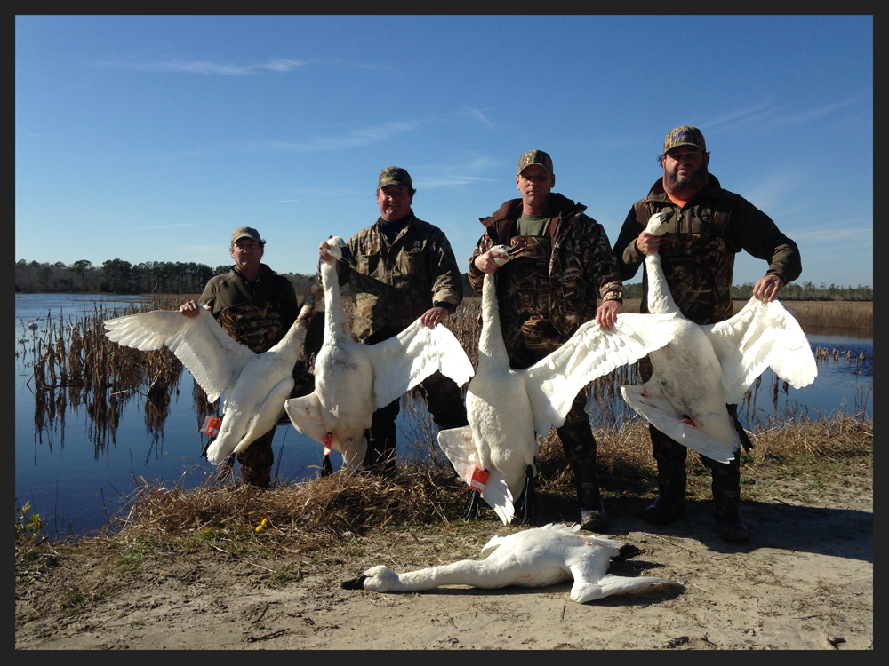 swan-hunts-with-border.jpg