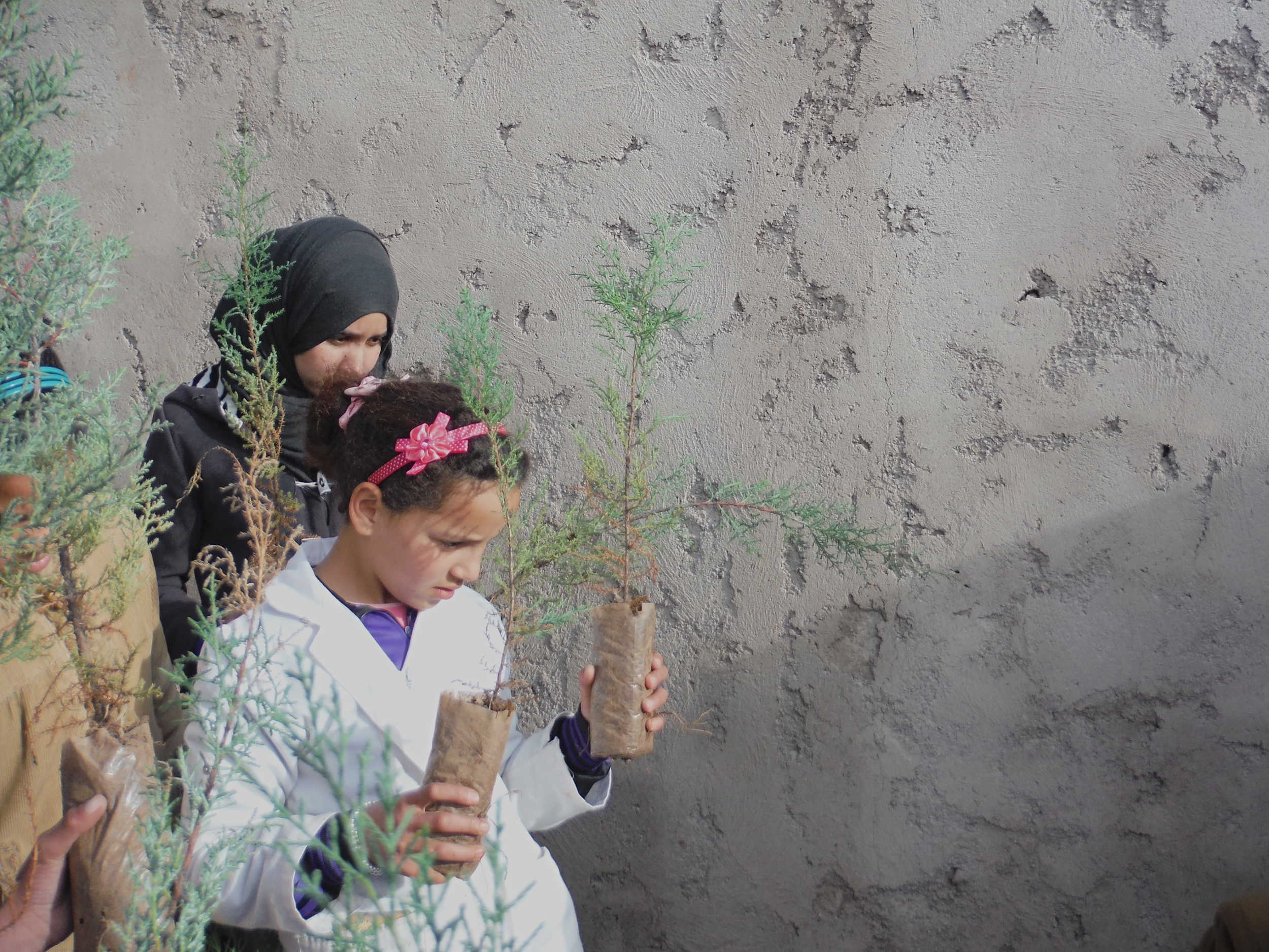 planting argan trees