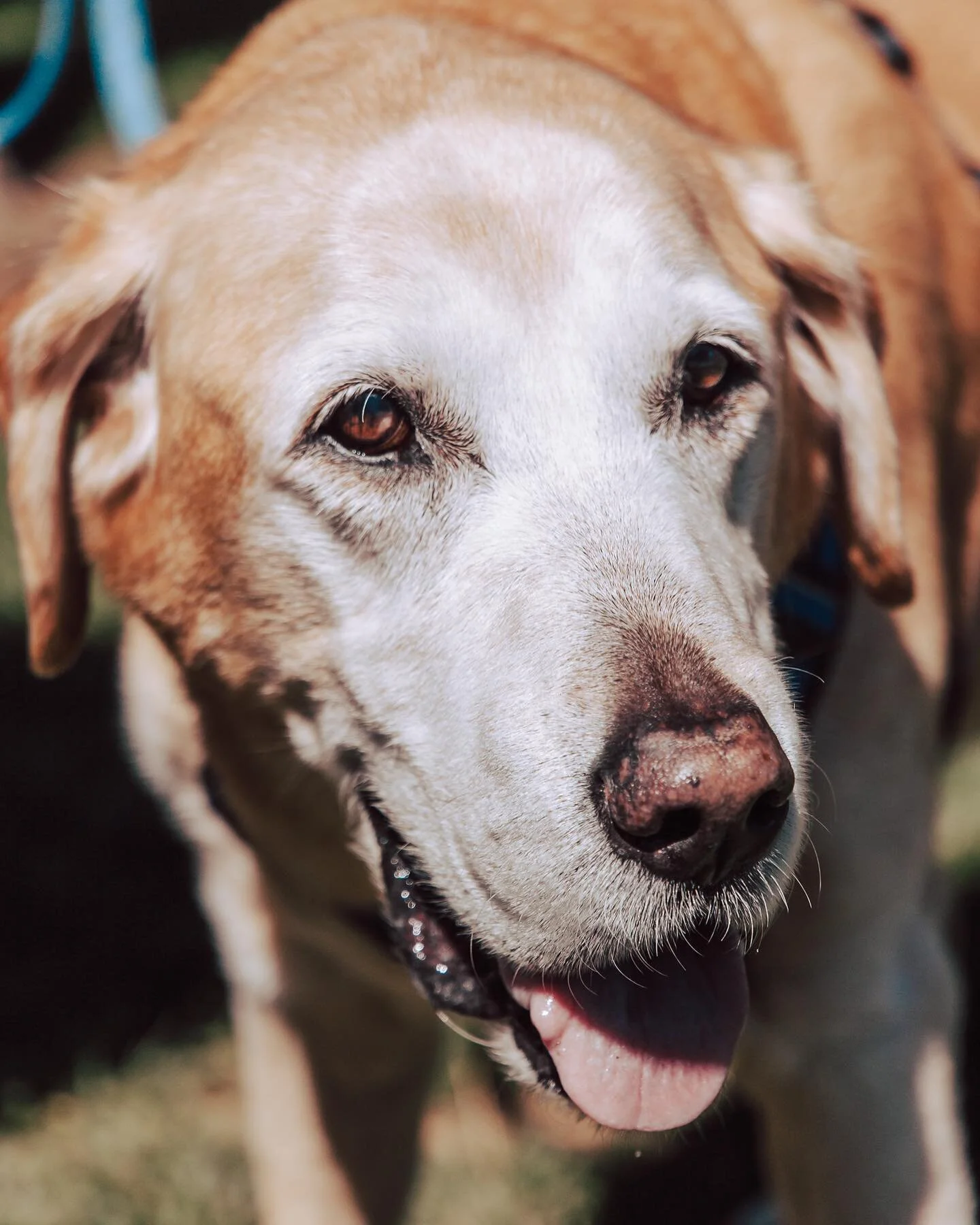 Looking through family vacation photos from August (remember warm sun?), and forgot about these precious photos of our family dog, Charlie. 🐶
Swipe for a mlem! 👅
.
.
.
#kkellyphotography #charliedog #sunshinecharlie #labrador #yellowlab #goldenlab 