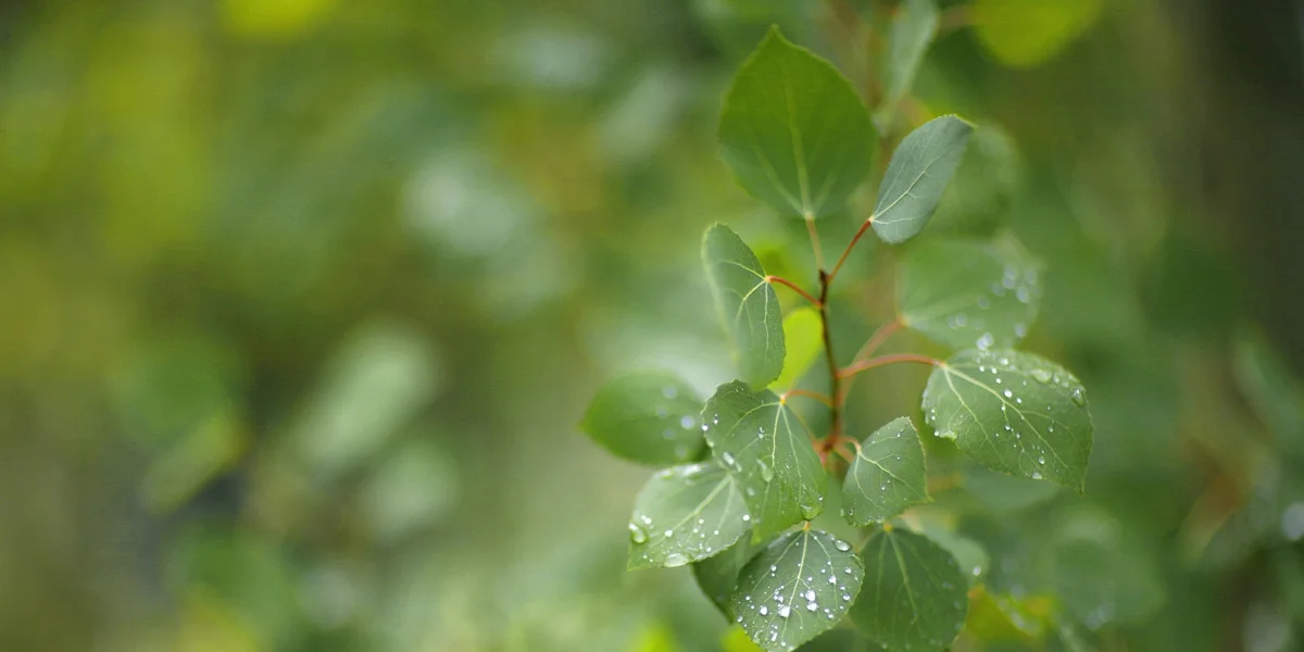 Aspen Property Management