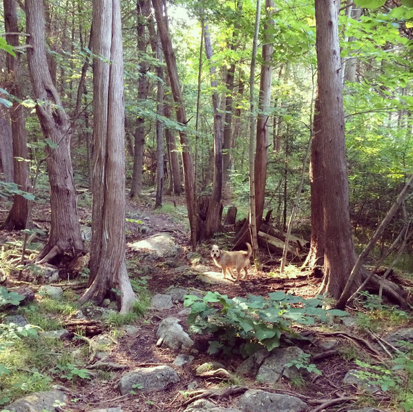 Nayler's Common Wetlands and Trails