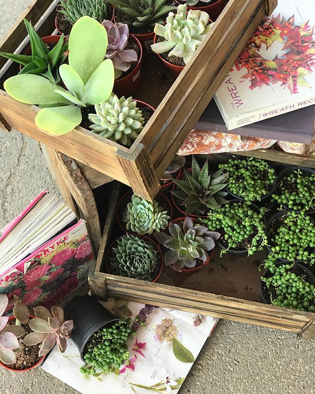 The succulents that are coming to @reginafarmersmarket tomorrow are so gorgeous! .
.
.
#rosietheflowertruck #rosieflowertruck #yqrflowertruck #yqrfarmersmarket #succulents #succulentsofinstagram #succulentlovers