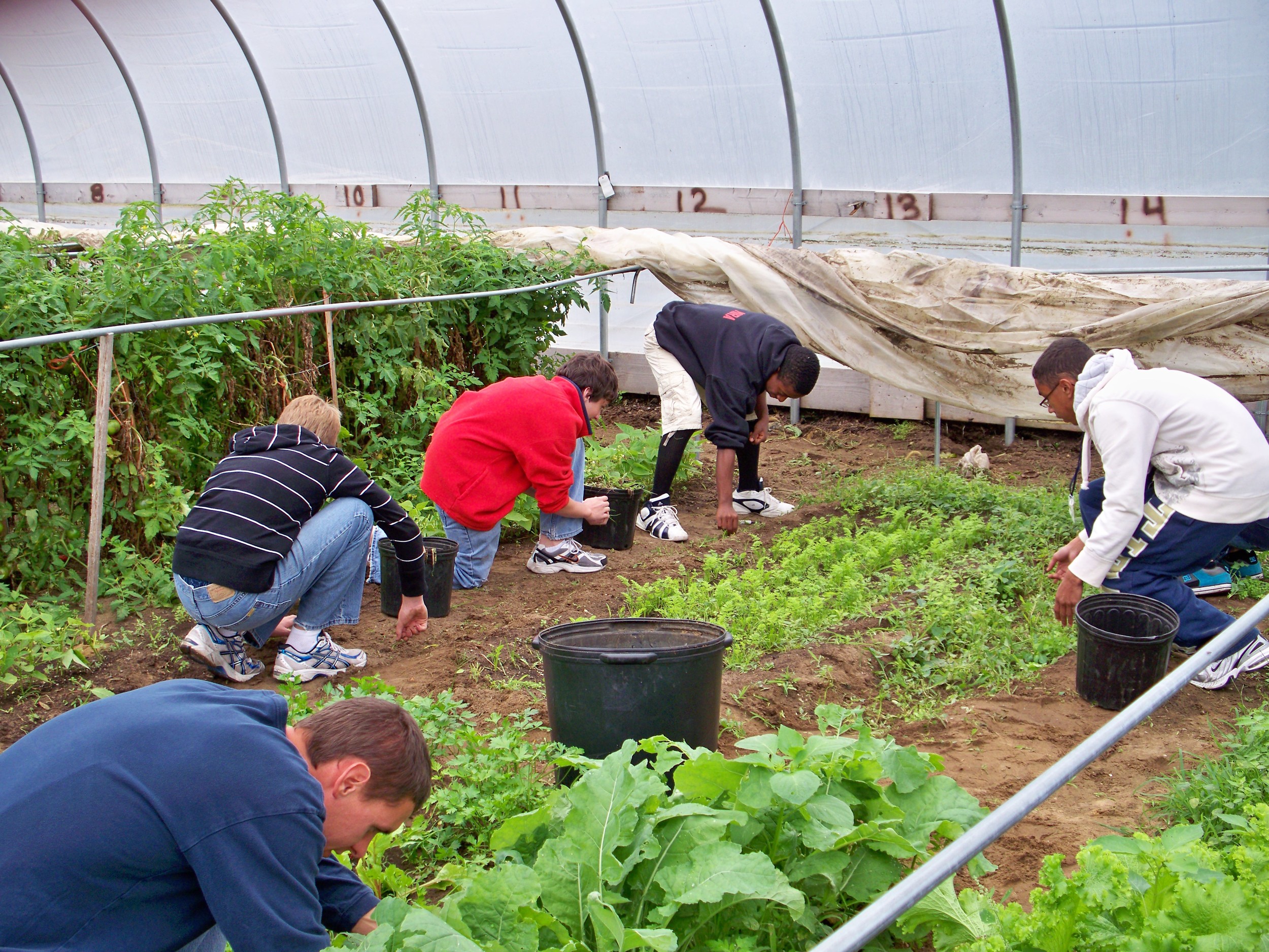 greenhouse 003.jpg