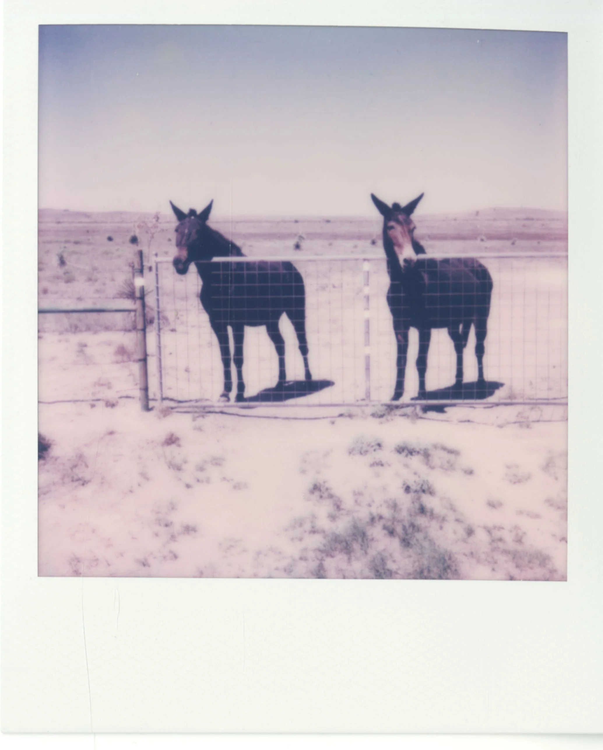 polaroid (26).jpg