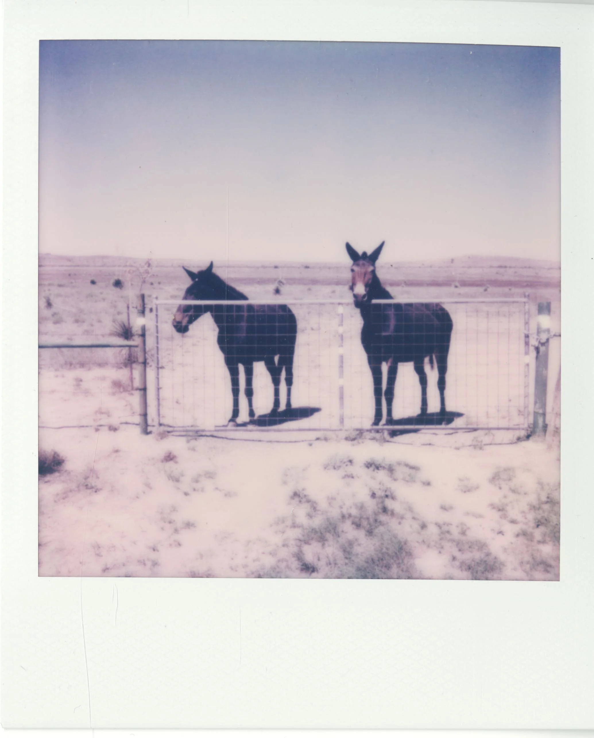 polaroid (31).jpg