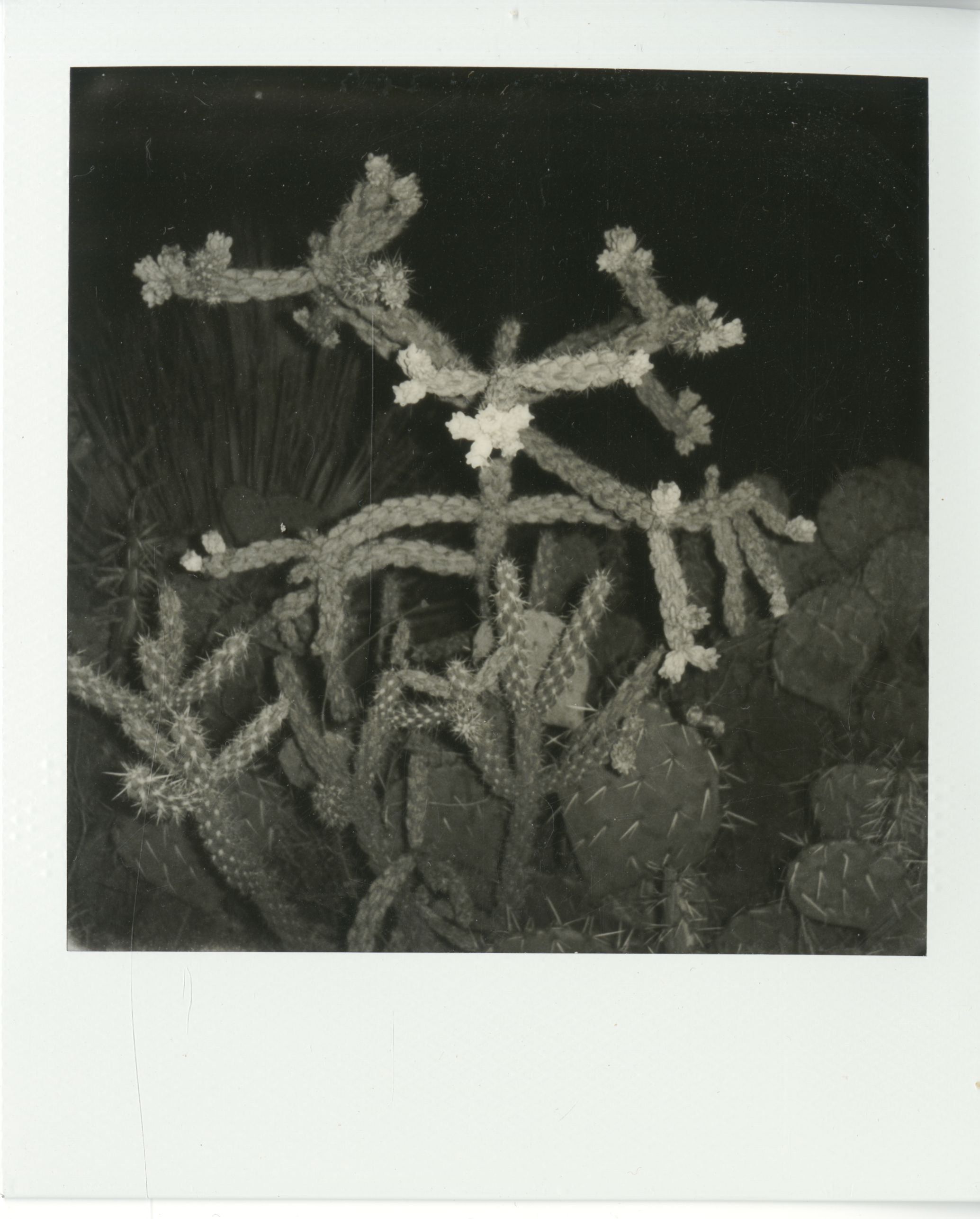 polaroid (84).jpg